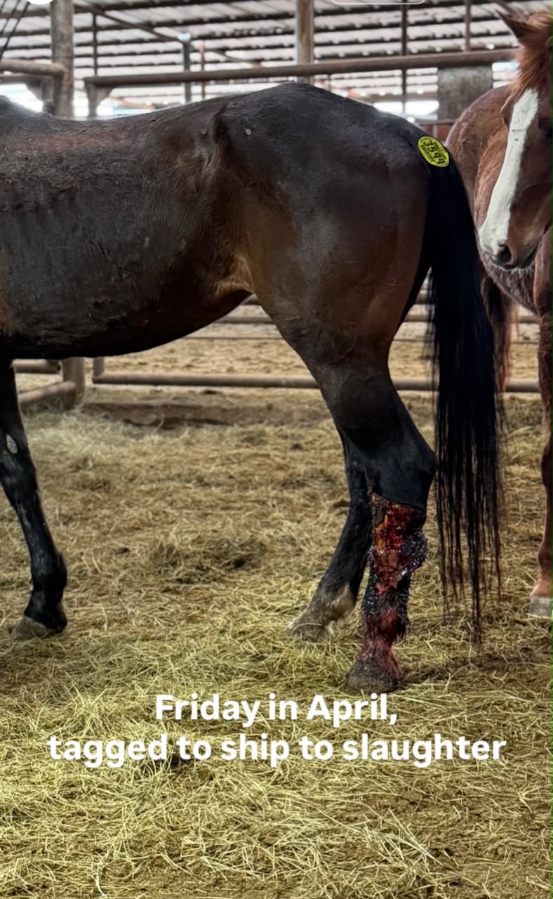Jasper, 6-year-old bay gelding