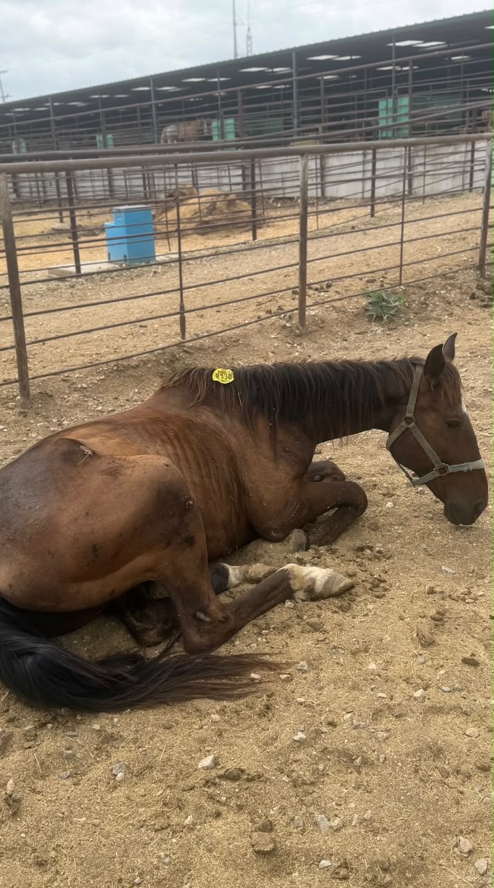 Willow, 19-year-old grey mare